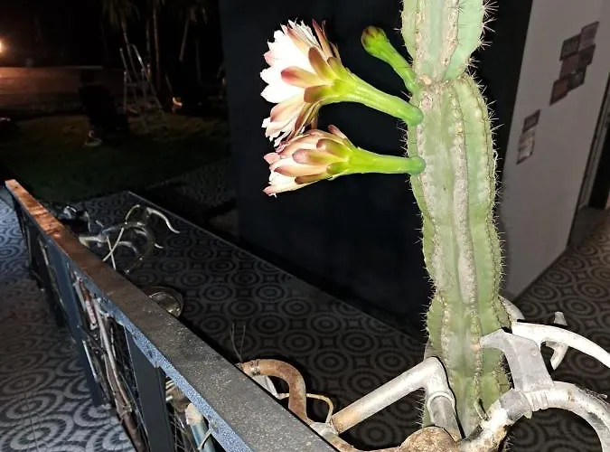 Bicycle House 费尔格拉斯